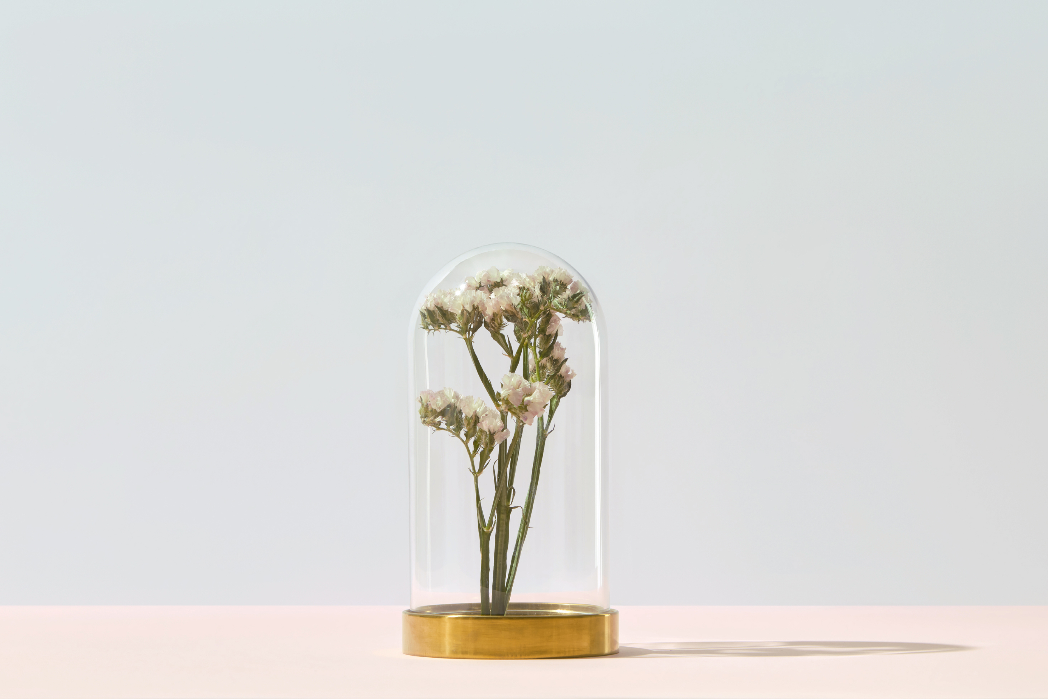 White flowers preserved under a clear glass dome with a brass base on a soft pastel pink and blue background.
